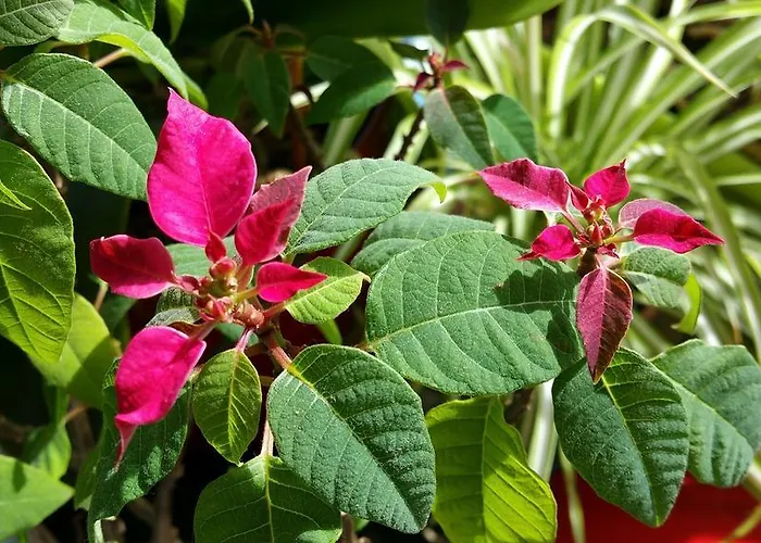 住宿加早餐酒店 Aan Duin En Zee Candle 奥斯滕德