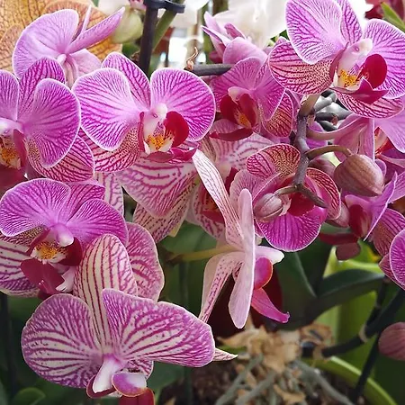 Aan Duin En Zee Candle Couette-café Ostende