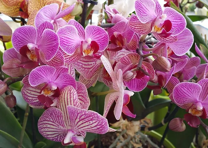 Aan Duin En Zee Candle Couette-café Ostende